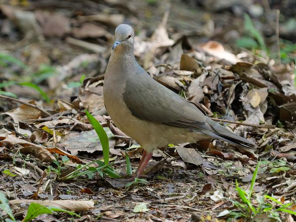 Verreauxs duif (Leptotila verreauxi)